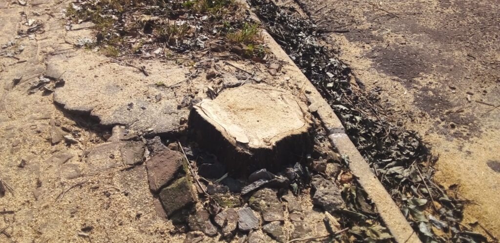 Parte do que restou de árvore que foi cortada no bairro São Miguel - Colab./Polícia Ambiental