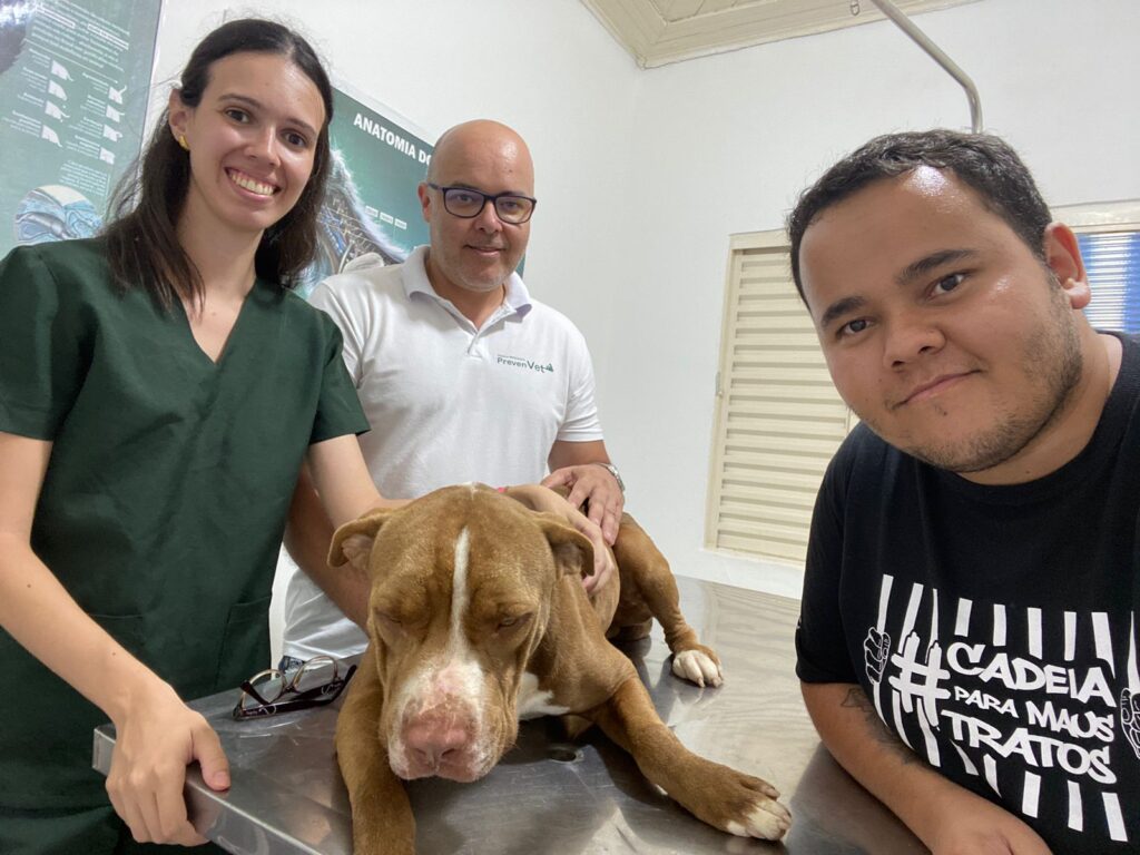 Pitbull recebe os cuidados do veterinário Ariadno Turatti - Colab./Ass. Imprensa