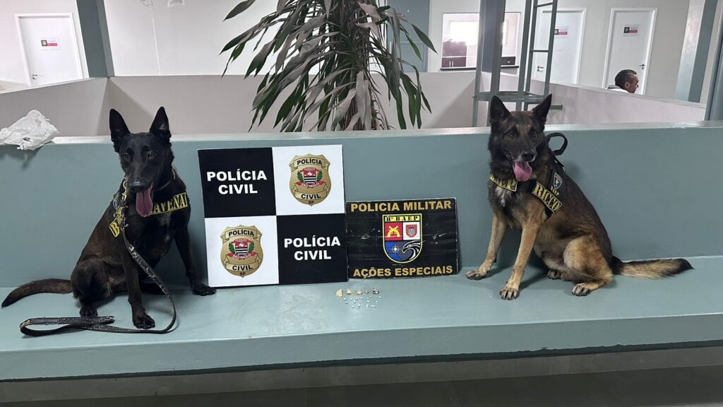 Cães Ravena e Ricco, do Baep acharam drogas - Colab./Polícia Civil