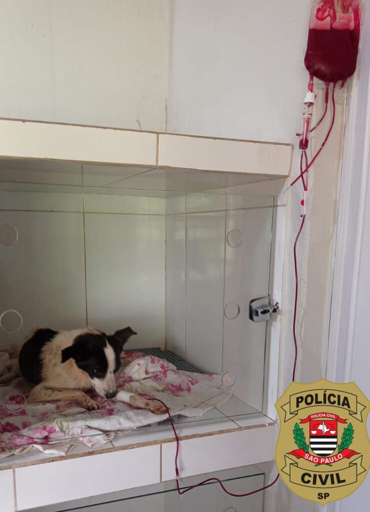 Cãozinho recebe sangue durante tratamento em clínica - Colab./Polícia Civil