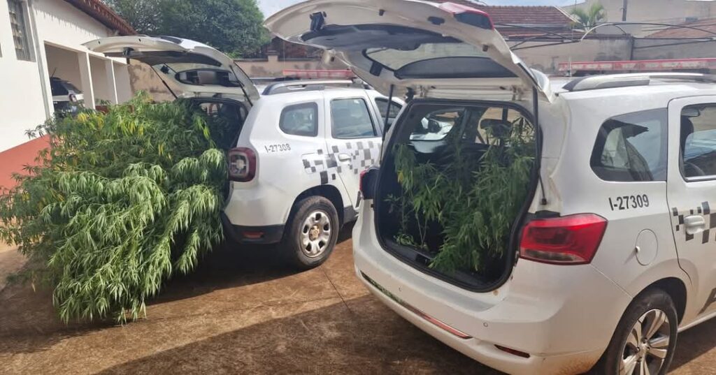 Polícia apreende 24 pés de maconha em residência de Itapui - Colab./Polícia Militar