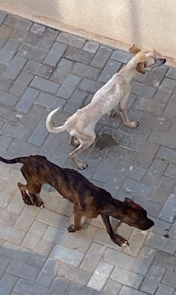 Cachorros estavam eem situação de maus tratos - Colab./Pol. Ambiental