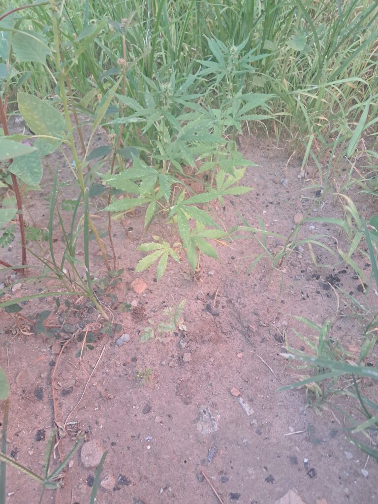 Pés de maconha estavam plantados no quintal de uma casa, em Garça/SP./ Imagem: Polícia Militar