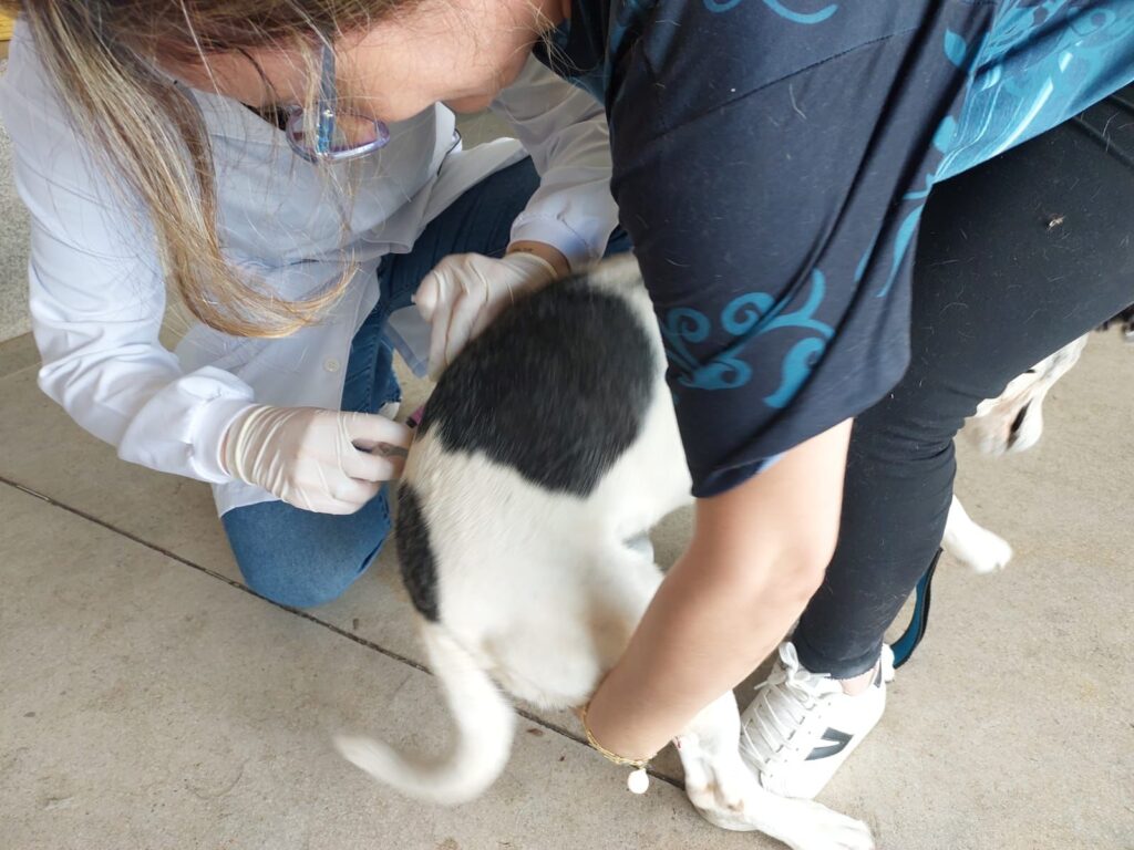 Campanha vai vacinar cães e gatos - Colab./Ass. de Imprensa