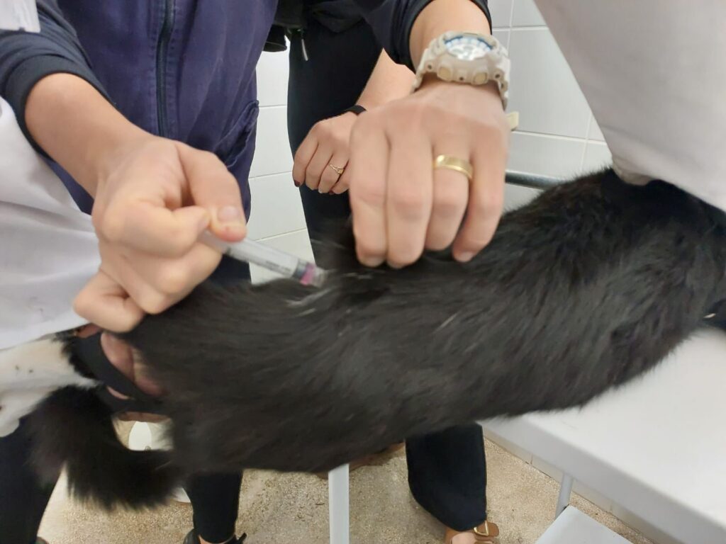 Animalzinho recebe dose de vacina em campanha - Colab./Ass. de Imprensa