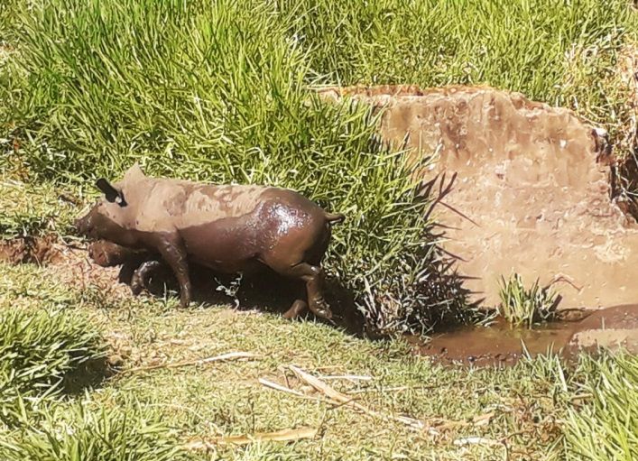 Animais de produção deve seguir regras sanitárias - Colab./Ass. de Imprensa