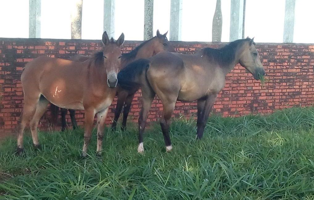 Regras sobre apreensão de animais mudaram em Marília - Colab./Ass. de Imprensa