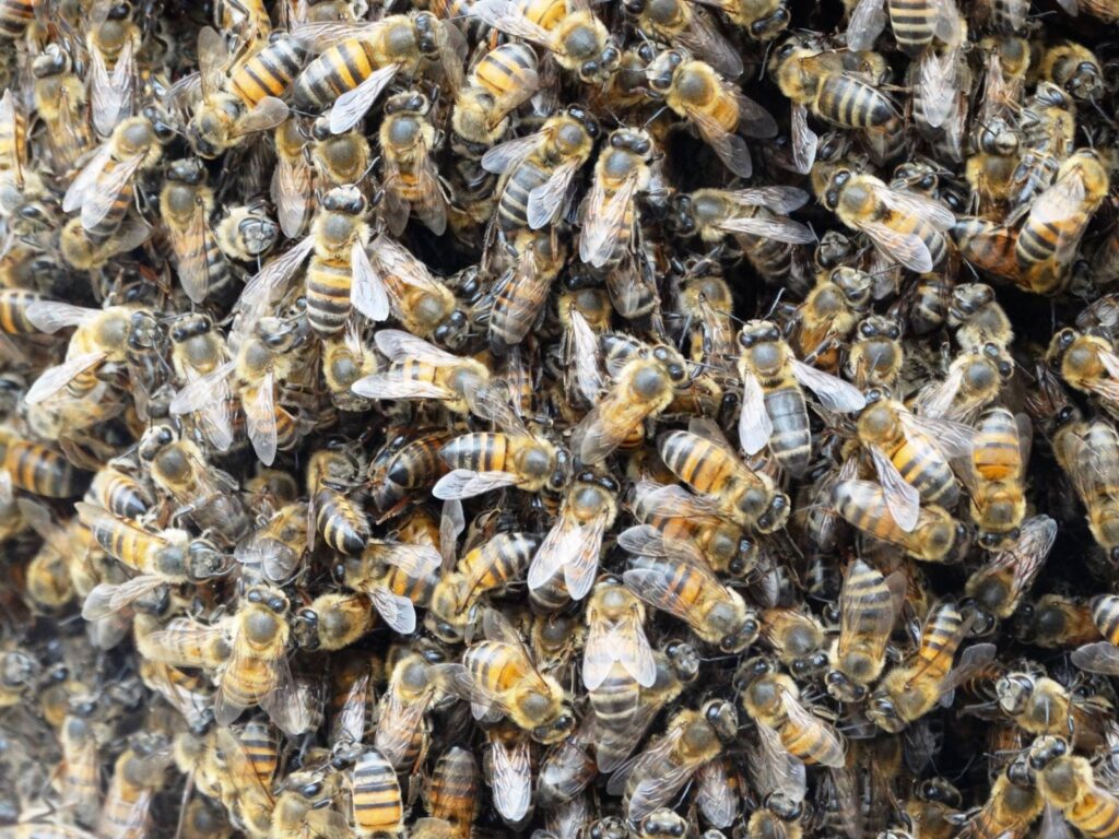 Enxame de abelhas - Colab./Ass. de Imprensa