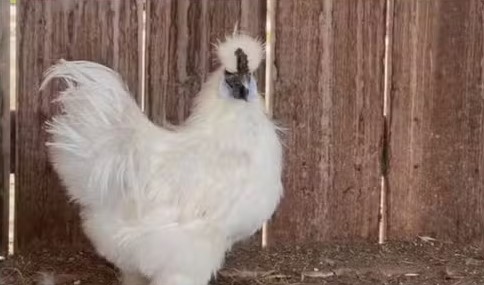 Galinhas exóticas são nicho do agronegócio - Reprod./TV Tem