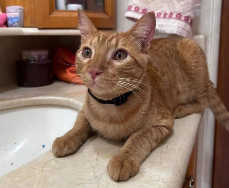 Família do Gato Otto está fazendo apelo desesperado - Foto/Redes sociais