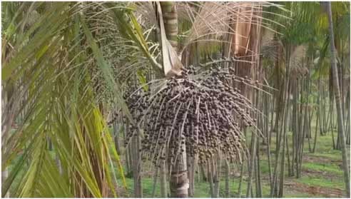 Cultivo do Açai foi um dos destaques do programa - Reprod/TV TEM