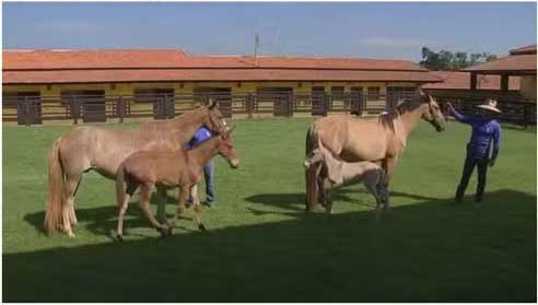 Criação de mulas movimenta a economia no meio rural - Reprod./TV TEM