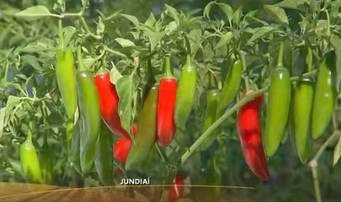 Pimenta é um dos temperos tradicionais do campo - Reprod./TV TEM