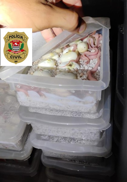 Além das cobras, também foram encontrados ovos - Colab./Polícia Civil