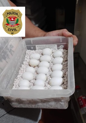 Ovos apreendidos durante a operação Corn Snake - Colab./Polícia Civil