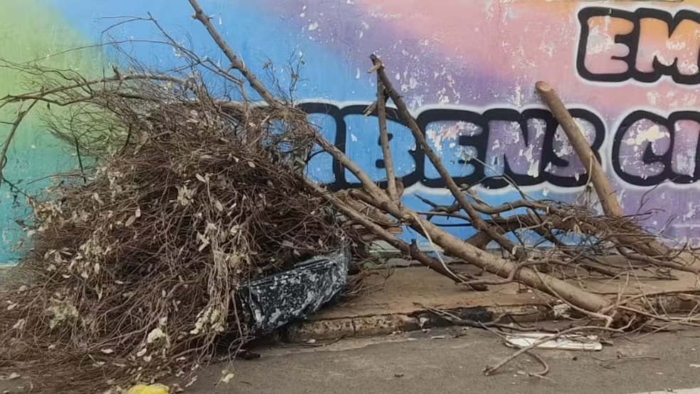 Restos de vegetação foram deixados em frente à escola - Foto/Guarda Municipal