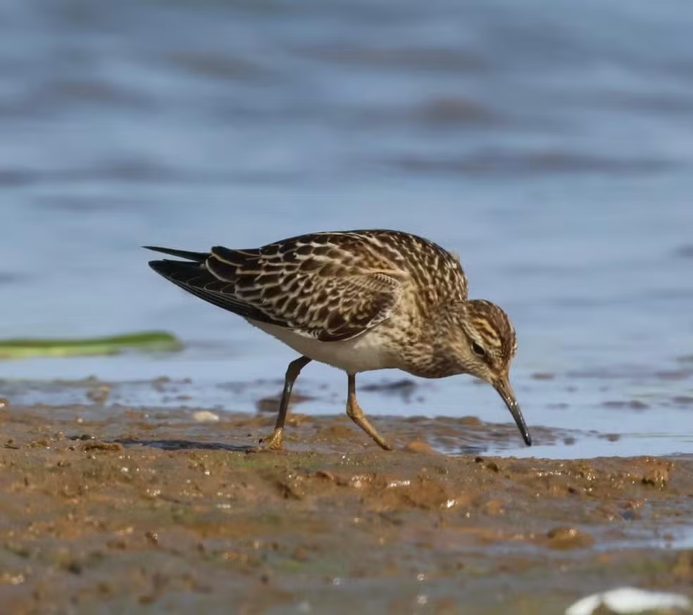 Uma das aves fotografadas pelo médico Dermatoloogista Antonio Hiroshi Saito - Foto/Arquivo pessoal
