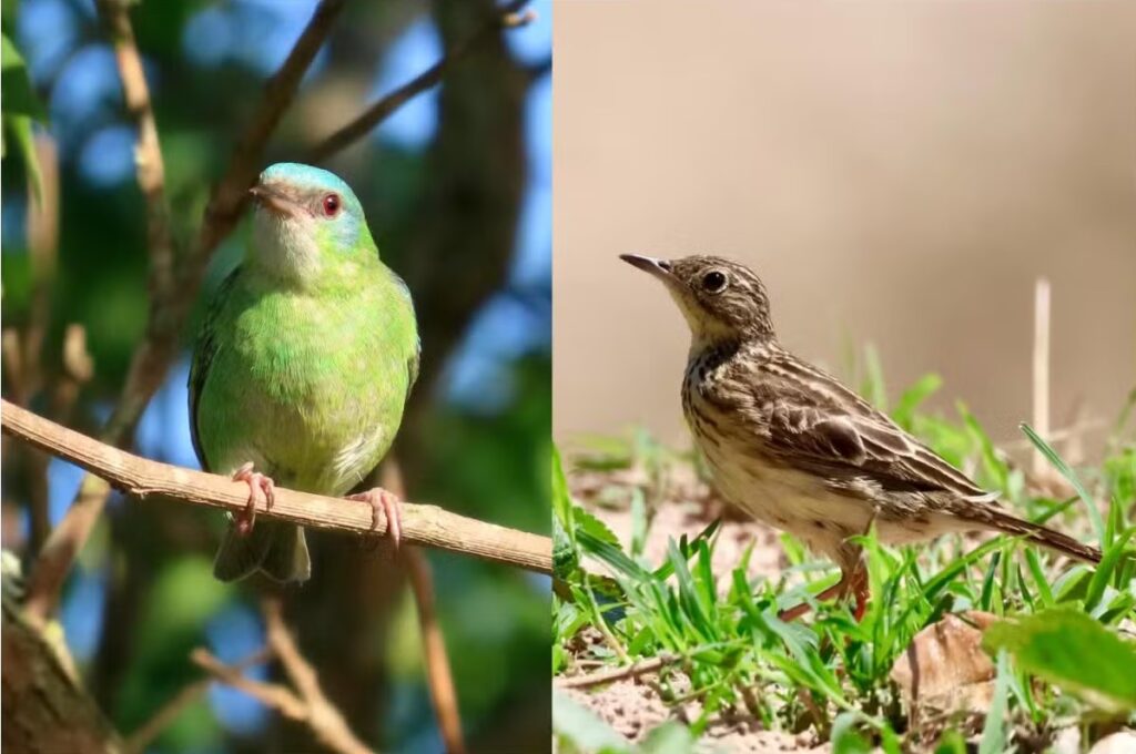 Vários espécimes foram registrados pelo dermatologista - Foto/Arquivo pessoal