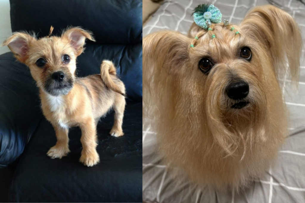 A vida de rainha de Louise: a cadela SRD que encanta com visual impecável em Presidente Prudente