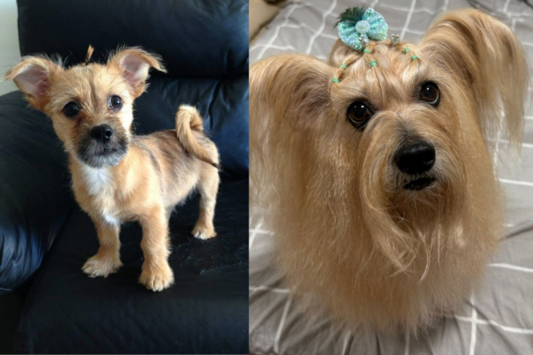 A vida de rainha de Louise: a cadela SRD que encanta com visual impecável em Presidente Prudente