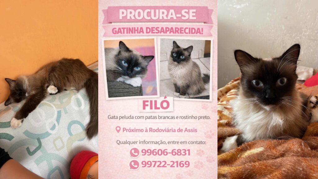 Busca por Filó: gatinha desaparecida mobiliza moradores em Assis