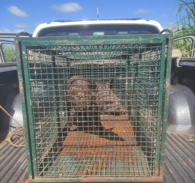 Resgate de filhote de anta ferido em Narandiba reforça cuidado com a fauna