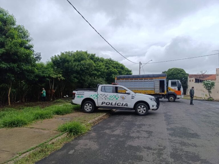 A fiscalização de animais em Marília ganha novos critérios com lei zoossanitária