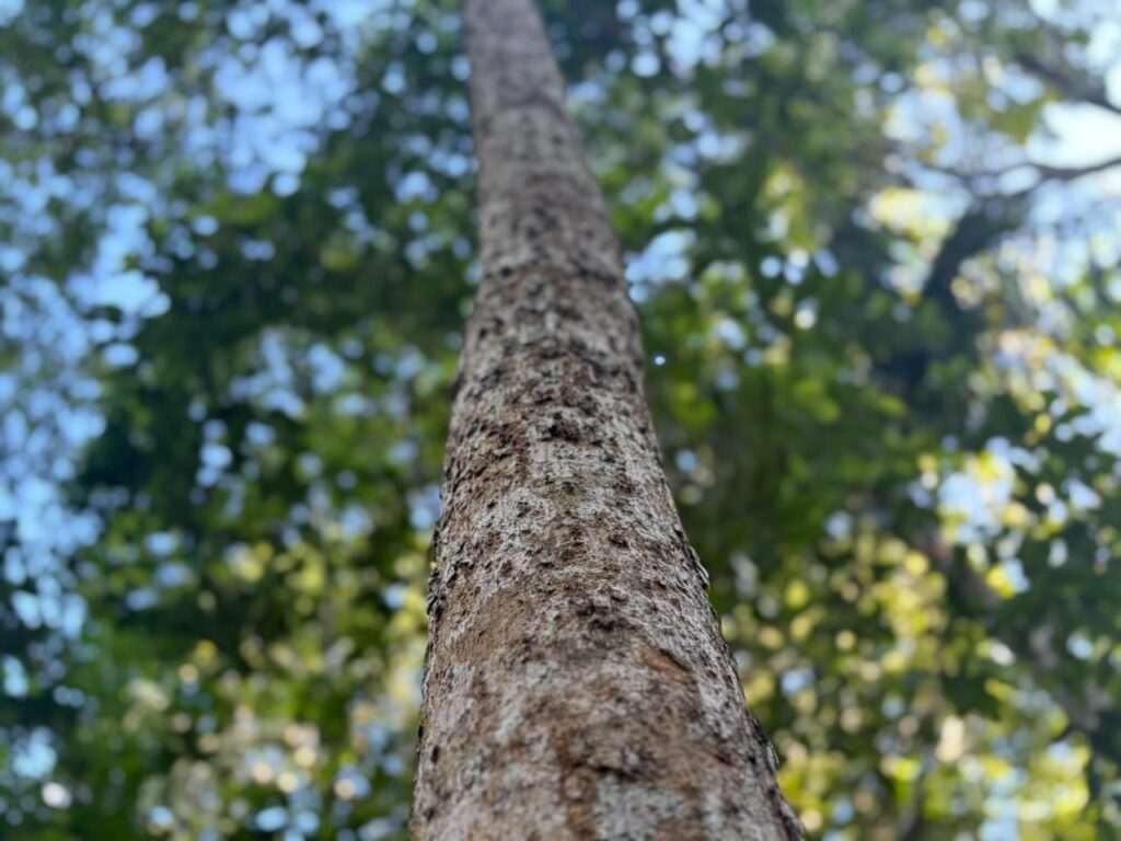 Inscrições abertas para curso gratuito de restauração ecológica no interior de São Paulo