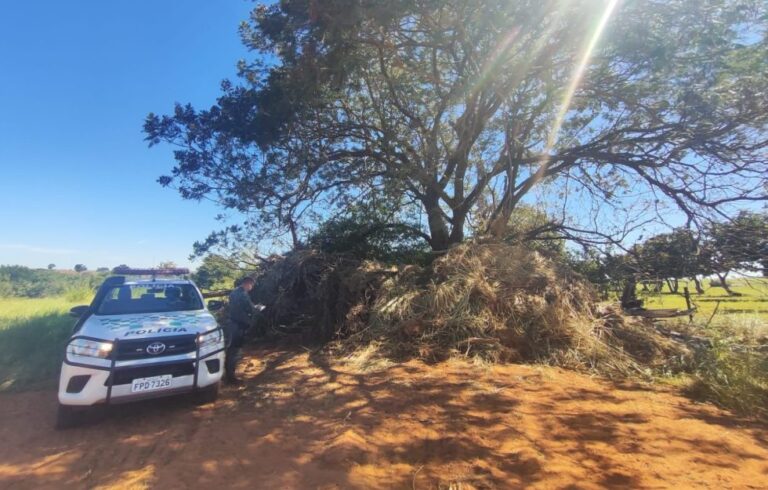 Sitiante é multado em Rancharia por corte de árvores nativas sem autorização