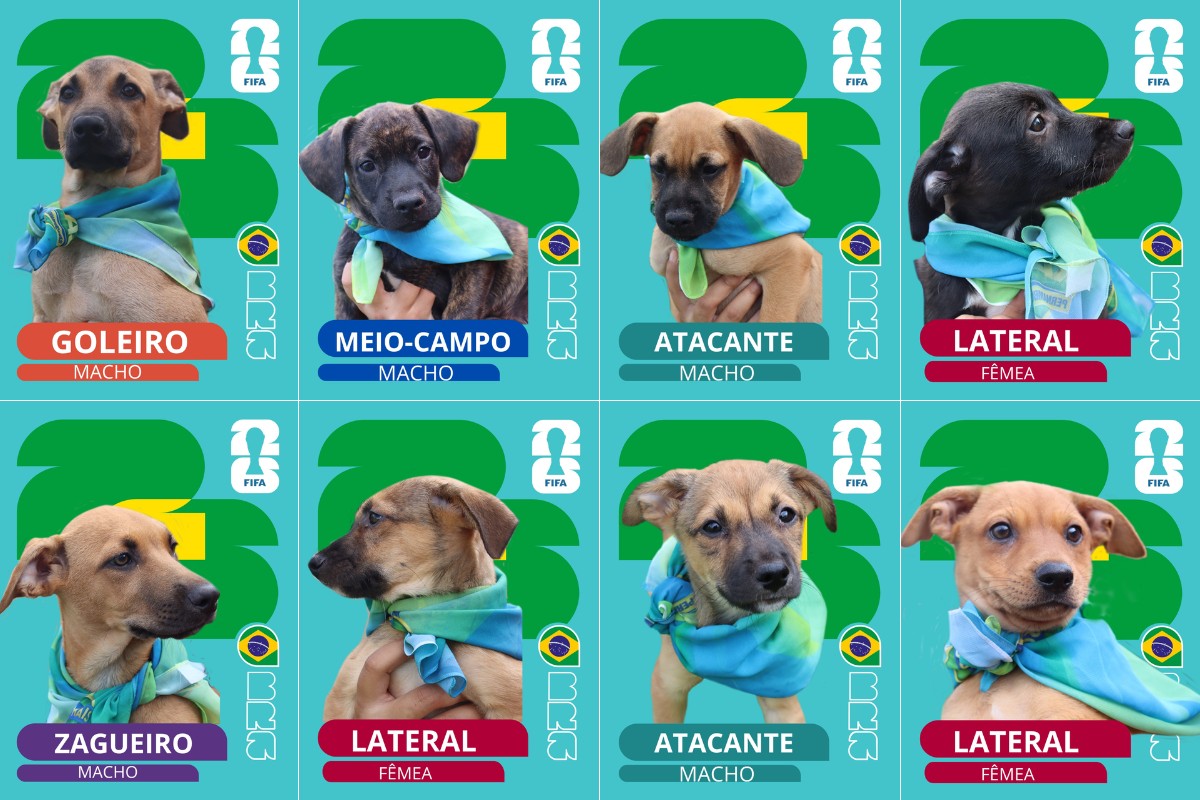 Cãovocação: Presidente Epitácio mobiliza campanha de adoção em ritmo de Copa do Mundo