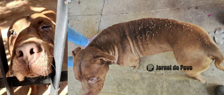 Cão pitbull resgatado em Marília: irmãos são presos por maus-tratos graves