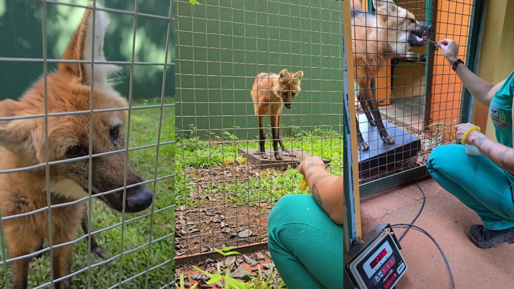 Lobo-guará viraliza: o treinamento de animais silvestres que surpreende no interior de São Paulo
