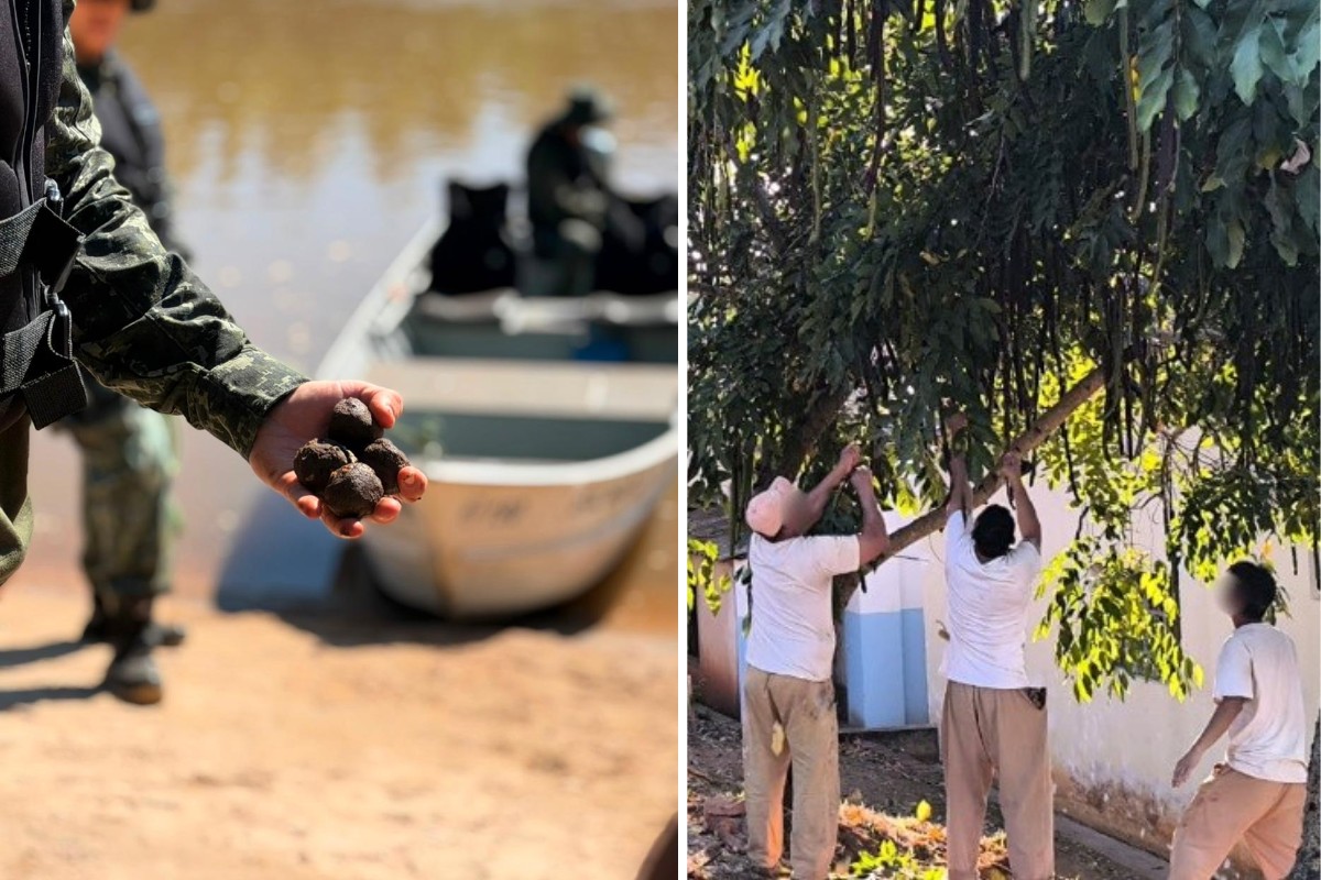 Projeto de reflorestamento com detentos reintegra milhões de sementes à natureza em São Paulo