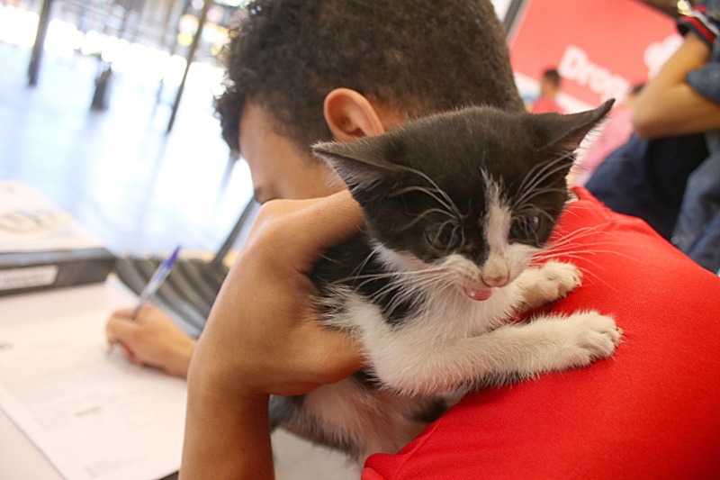 Feira de adoção de cães e gatos ganha reforço no terminal urbano de Marília