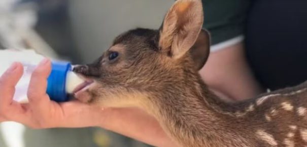 Presidente Prudente terá centro para reabilitação de animais silvestres após acordo