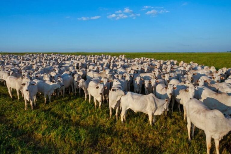Pecuária brasileira celebra recorde de abates e Marília mantém força no campo paulista