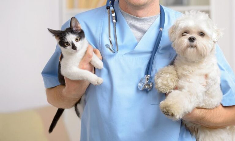 Serviço de castração gratuita em Ibirá reforça bem-estar e controle populacional