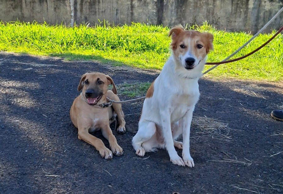 Centro de controle de zoonoses de Araçatuba promove feira para adoção responsável de cães