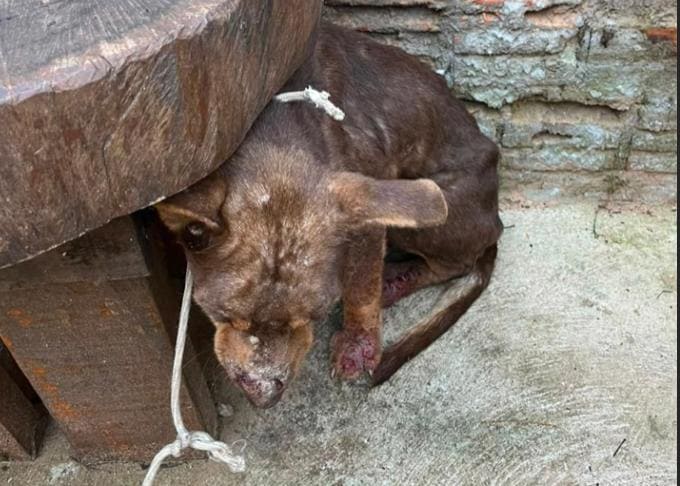 Resgate de cachorro expõe maus-tratos em Presidente Prudente