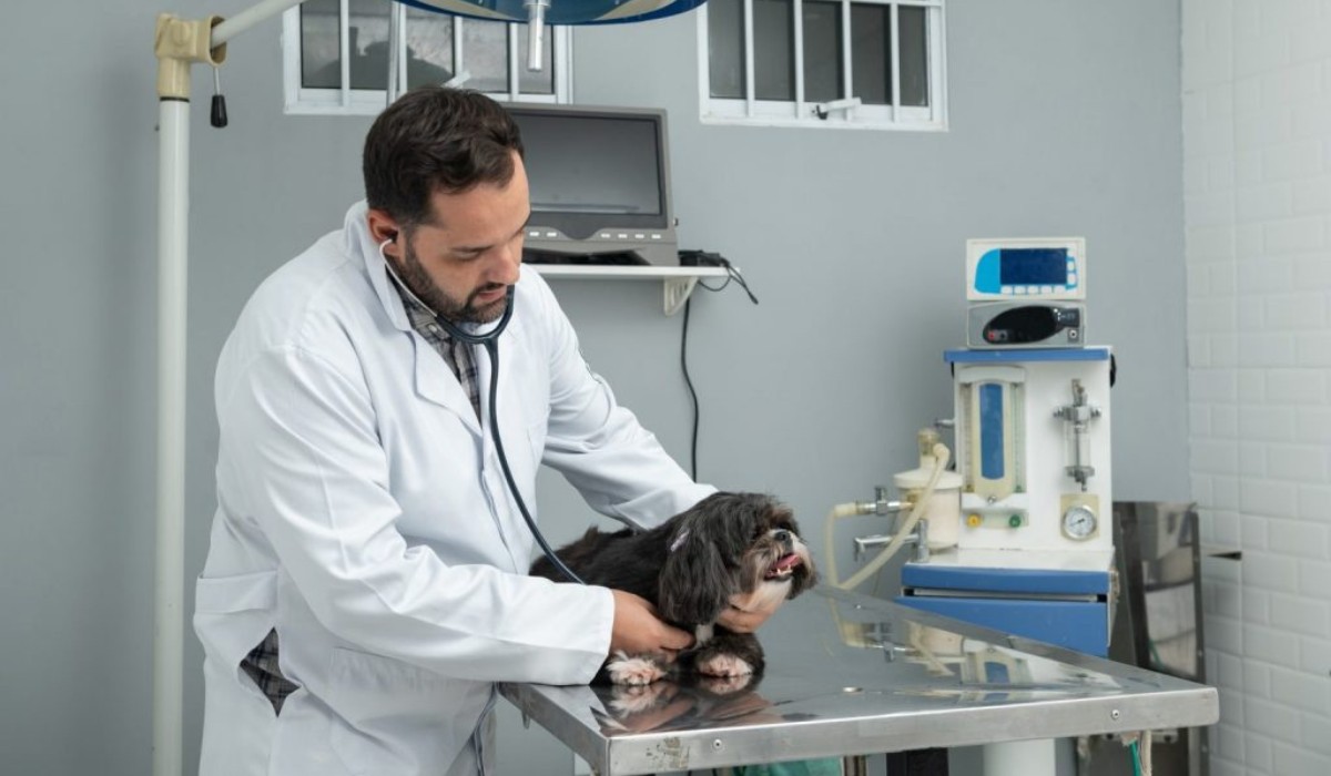 A castração de pets: um guia para a saúde e bem-estar animal