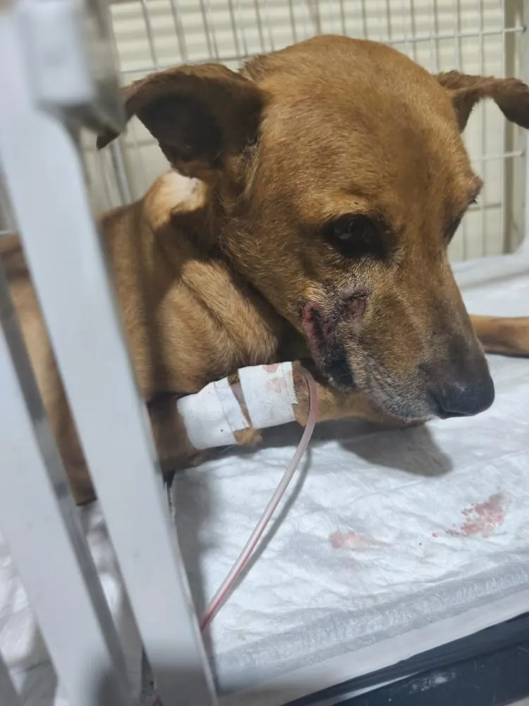 Ataque de pit bull a cão doméstico em Labienópolis reacende debate sobre segurança animal