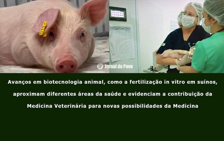 O papel da medicina veterinária no futuro dos xenotransplantes