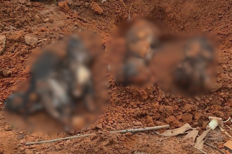Maus-tratos a animais: investigação em Adamantina após descoberta de corpos enterrados