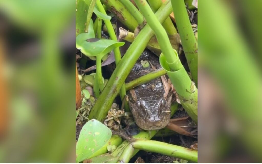 Captura de sucuri de 3,5 metros mobiliza autoridades em parque de Buritama