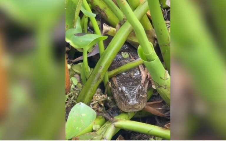 Captura de sucuri de 3,5 metros mobiliza autoridades em parque de Buritama