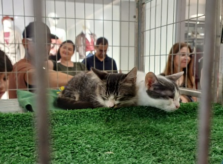 Feira de adoção pet em Araçatuba reforça compromisso com bem-estar animal