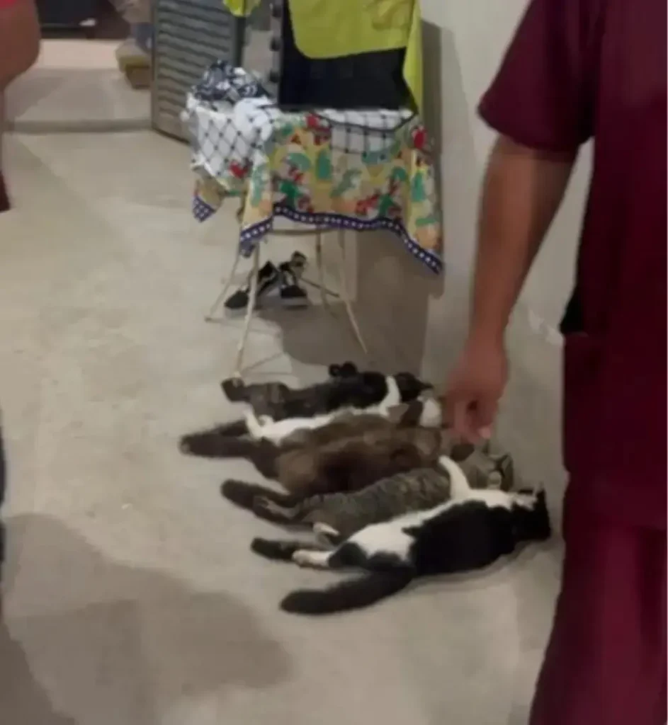 Sangria clandestina de animais: ministério público denuncia esquema em Rio Preto
