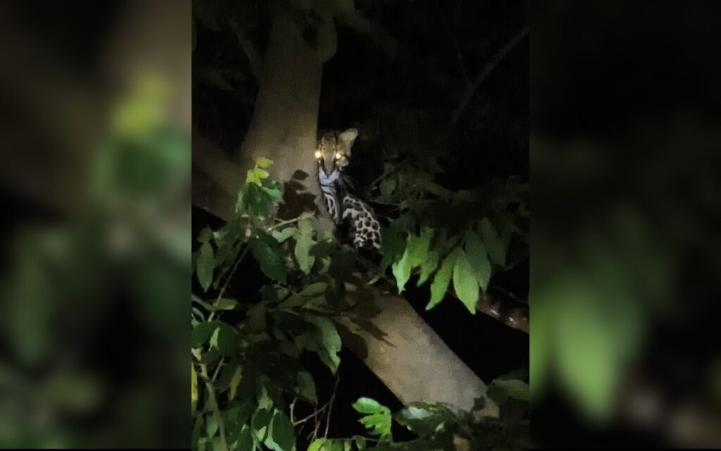 Jaguatirica vista em parque urbano: um alerta na cidade de Rio Preto