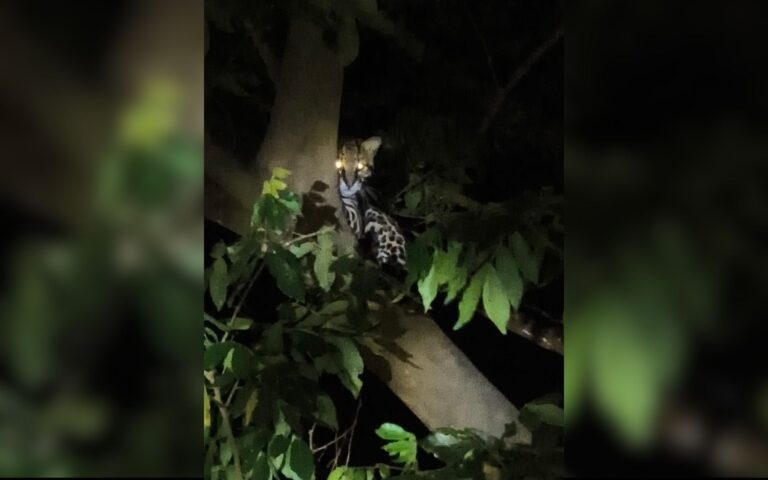 Jaguatirica vista em parque urbano: um alerta na cidade de Rio Preto