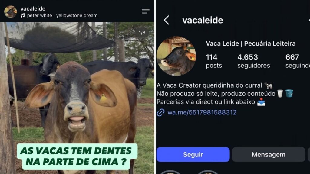O fenômeno dos bovinos influenciadores: Leide e Xerife conquistam a web do interior de São Paulo